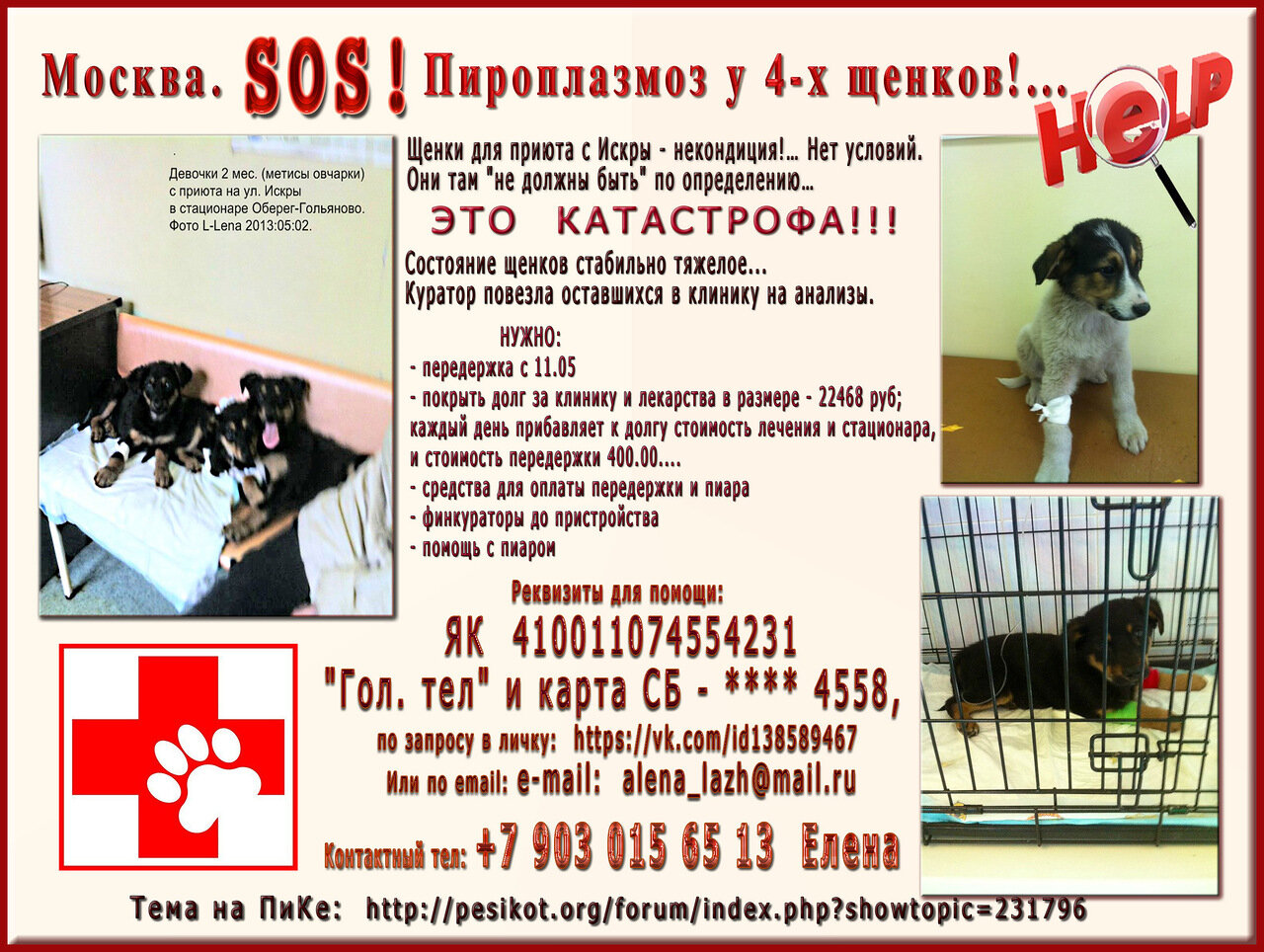 Пироплазмоз у собак картинки